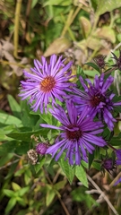 Symphyotrichum novae-angliae