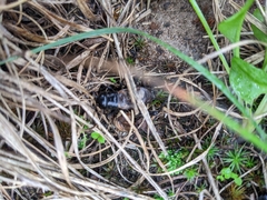 Gryllus pennsylvanicus