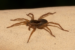 Pardosa monticola