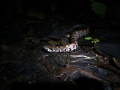 Metlapilcoatlus olmec