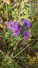 Symphyotrichum novae-angliae