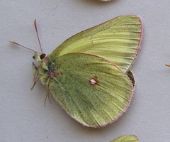 Colias gigantea