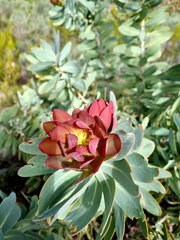 Protea nitida