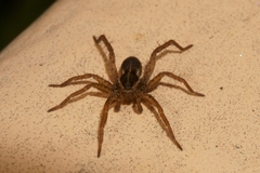 Pardosa monticola