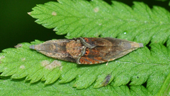 Dichrorampha bittana