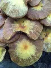Desarmillaria caespitosa