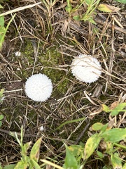 Lycoperdon curtisii