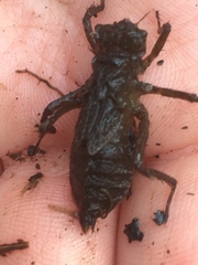 Libellula quadrimaculata