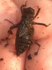 Libellula quadrimaculata