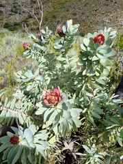 Protea nitida