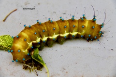 Saturnia pyri