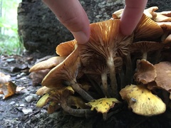 Desarmillaria caespitosa