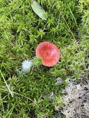 Russula emetica