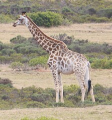 Giraffa camelopardalis giraffa