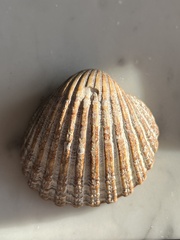 Acanthocardia echinata