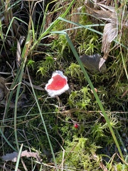 Russula emetica