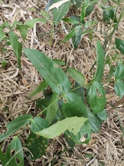 Berberis duclouxiana