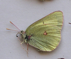 Colias gigantea
