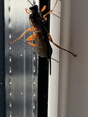 Pimpla rufipes