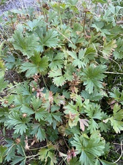 Potentilla flabellifolia