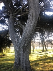 Cupressus macrocarpa