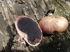 Scleroderma bovista