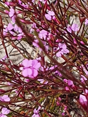 Muraltia satureioides