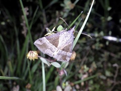 Hypena trigonalis