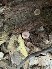 Simocybe centunculus