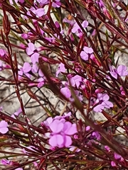 Muraltia satureioides