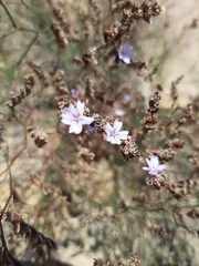 Limonium virgatum