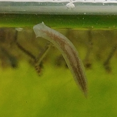 Continenticola