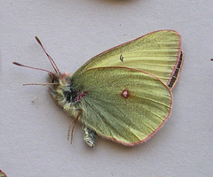 Colias gigantea