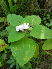Clerodendrum chinense