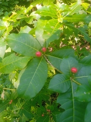 Rauvolfia tetraphylla