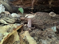 Simocybe centunculus