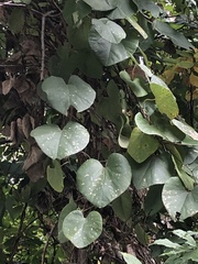 Aristolochia tomentosa