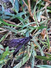 Gnamptopelta obsidianator