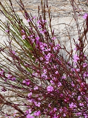 Muraltia satureioides