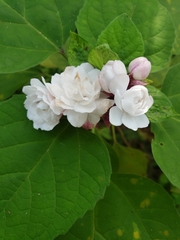 Clerodendrum chinense