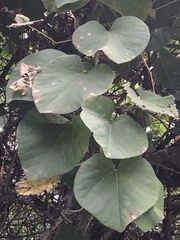 Aristolochia tomentosa