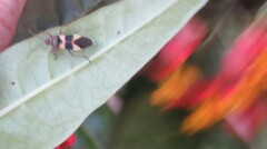 Oncopeltus unifasciatellus