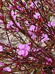 Muraltia satureioides