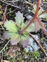 Micranthes ferruginea