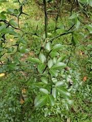 Citrus trifoliata