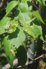 Cordia caffra