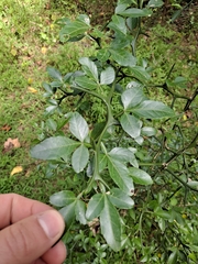 Citrus trifoliata