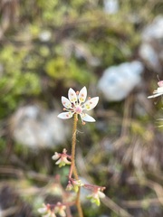 Micranthes ferruginea
