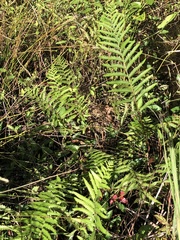 Cyclosorus interruptus