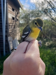 Vireo flavifrons